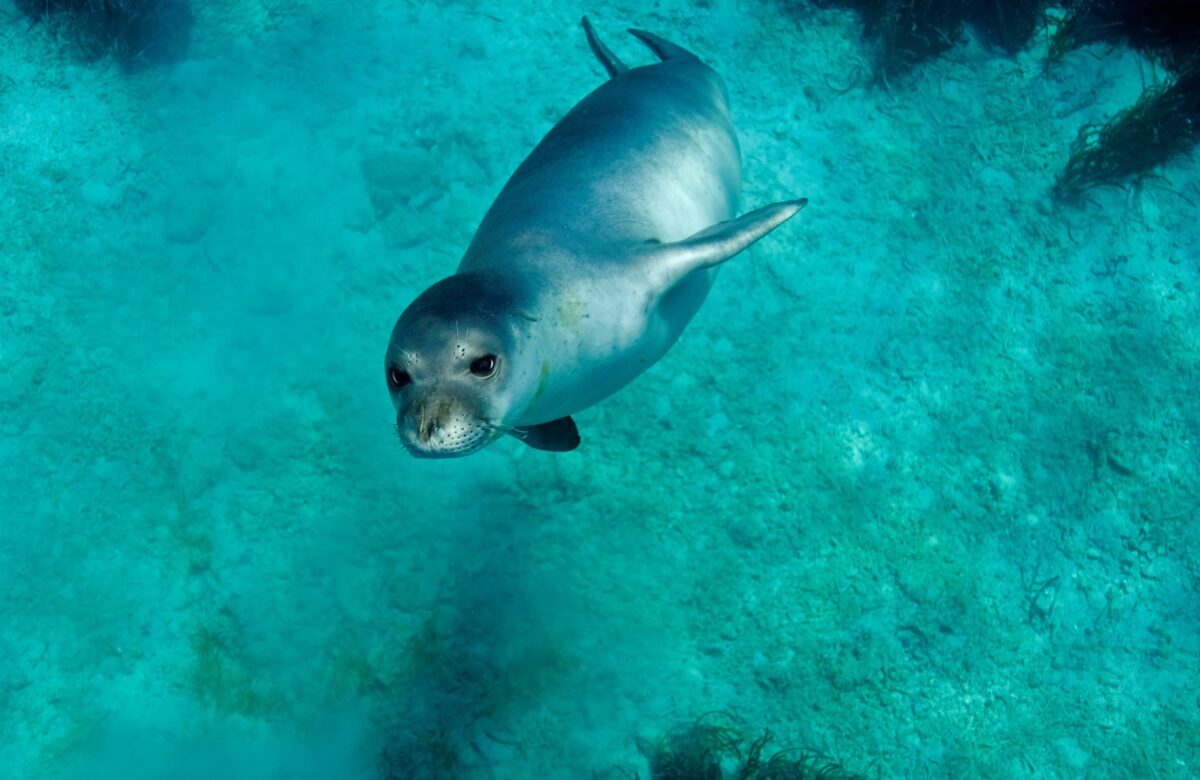 Whiskers Hope: Rescuing Rare Mediterranean Monk Seals Greek Rehabilitation Haven