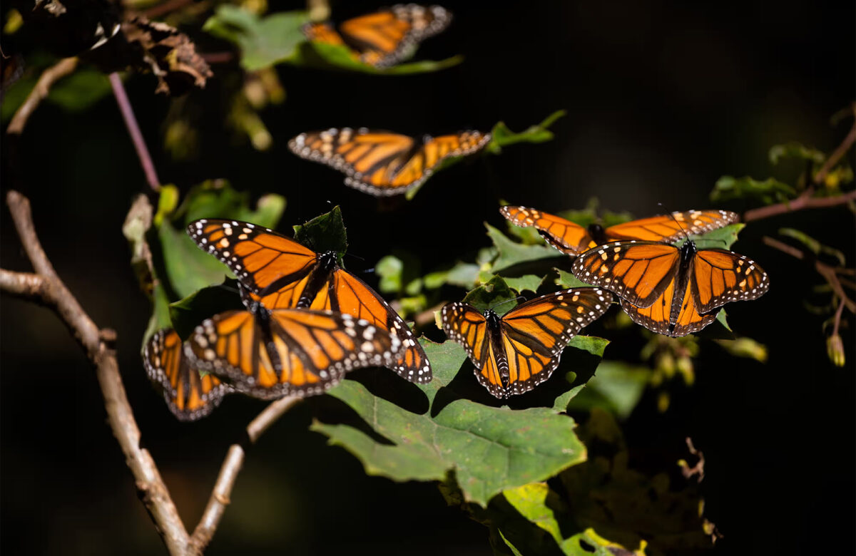 Monarch Butterflies Make a Stunning Comeback in Mexico This Winter